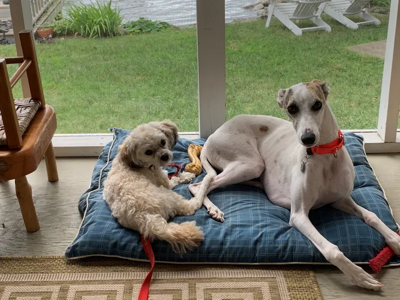 Chip and Zeke Dempsey