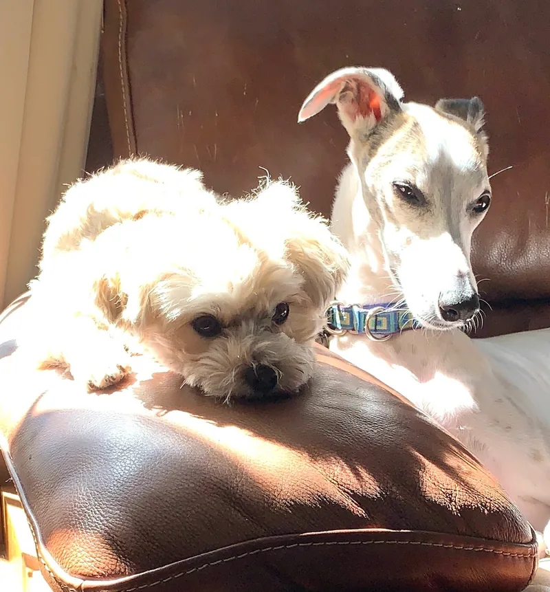 Chip and Zeke